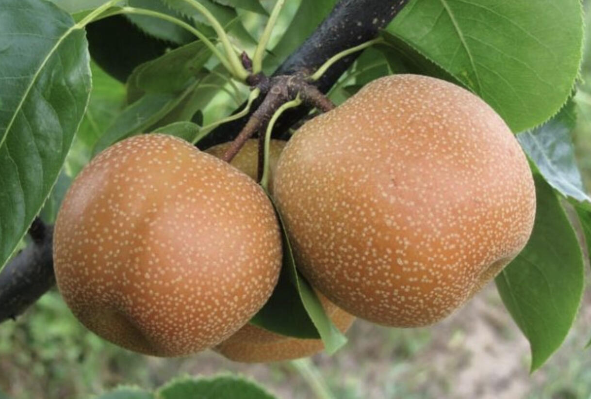 Hrušeň asijská, nashi podzimní 'Chojuro' - Pyrus pyrifolia 'Chojuro'