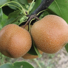 Hrušeň asijská, nashi 'Chojuro' - Pyrus pyrifolia 'Chojuro'