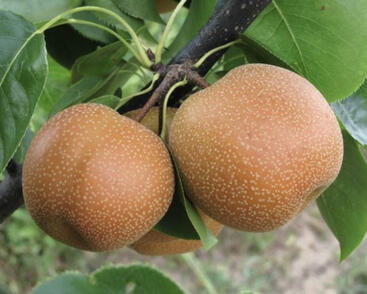 Hrušeň asijská, nashi podzimní 'Chojuro'