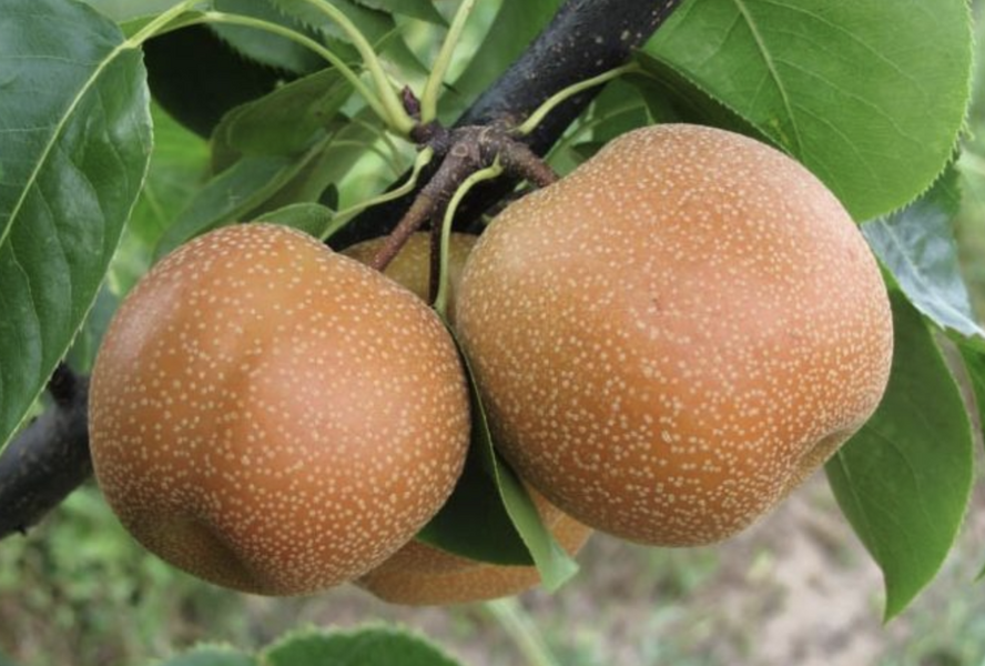 Hrušeň asijská, nashi podzimní 'Chojuro' - Pyrus pyrifolia 'Chojuro'