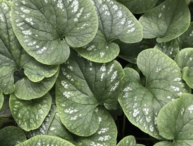 Pomněnkovec velkolistý 'White Zebra' - Brunnera macrophylla 'White Zebra'