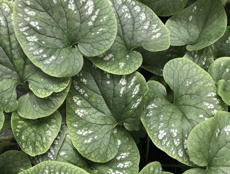 Pomněnkovec velkolistý 'White Zebra' - Brunnera macrophylla 'White Zebra'