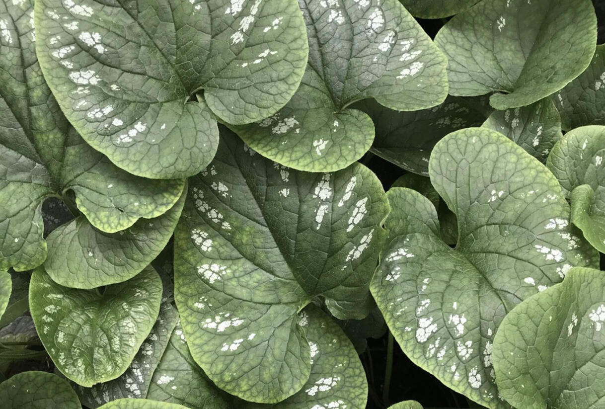 Pomněnkovec velkolistý 'White Zebra' - Brunnera macrophylla 'White Zebra'