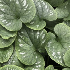 Pomněnkovec velkolistý 'White Zebra' - Brunnera macrophylla 'White Zebra'