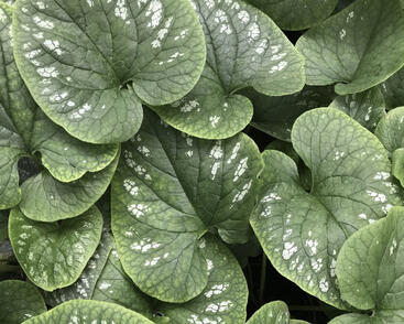 Pomněnkovec velkolistý 'White Zebra'