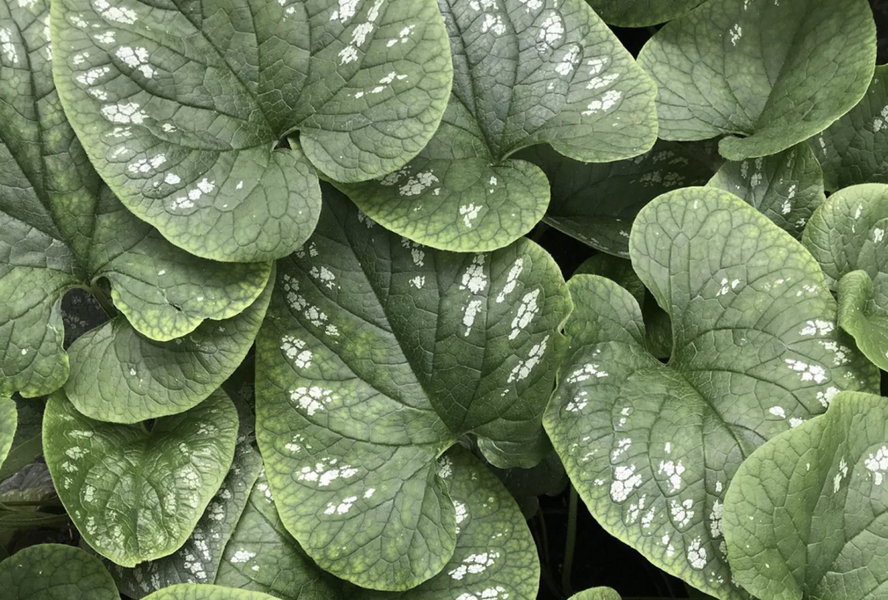 Pomněnkovec velkolistý 'White Zebra' - Brunnera macrophylla 'White Zebra'