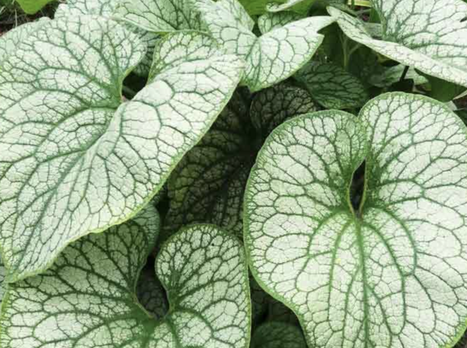 Pomněnkovec velkolistý 'Alexander's Great' - Brunnera macrophylla 'Alexander's Great'