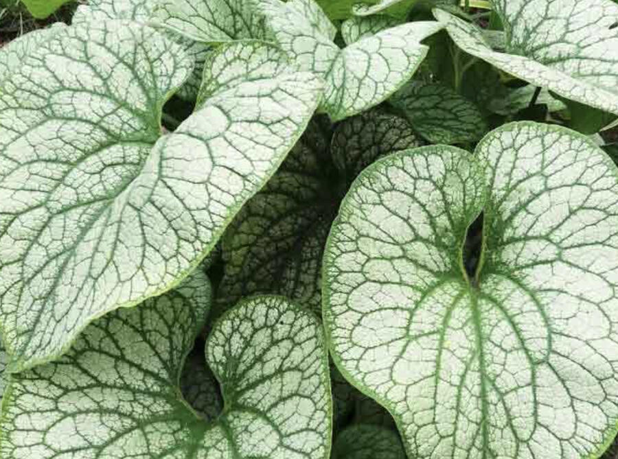 Pomněnkovec velkolistý 'Alexander's Great' - Brunnera macrophylla 'Alexander's Great'