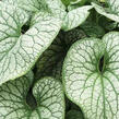 Pomněnkovec velkolistý 'Alexander's Great' - Brunnera macrophylla 'Alexander's Great'