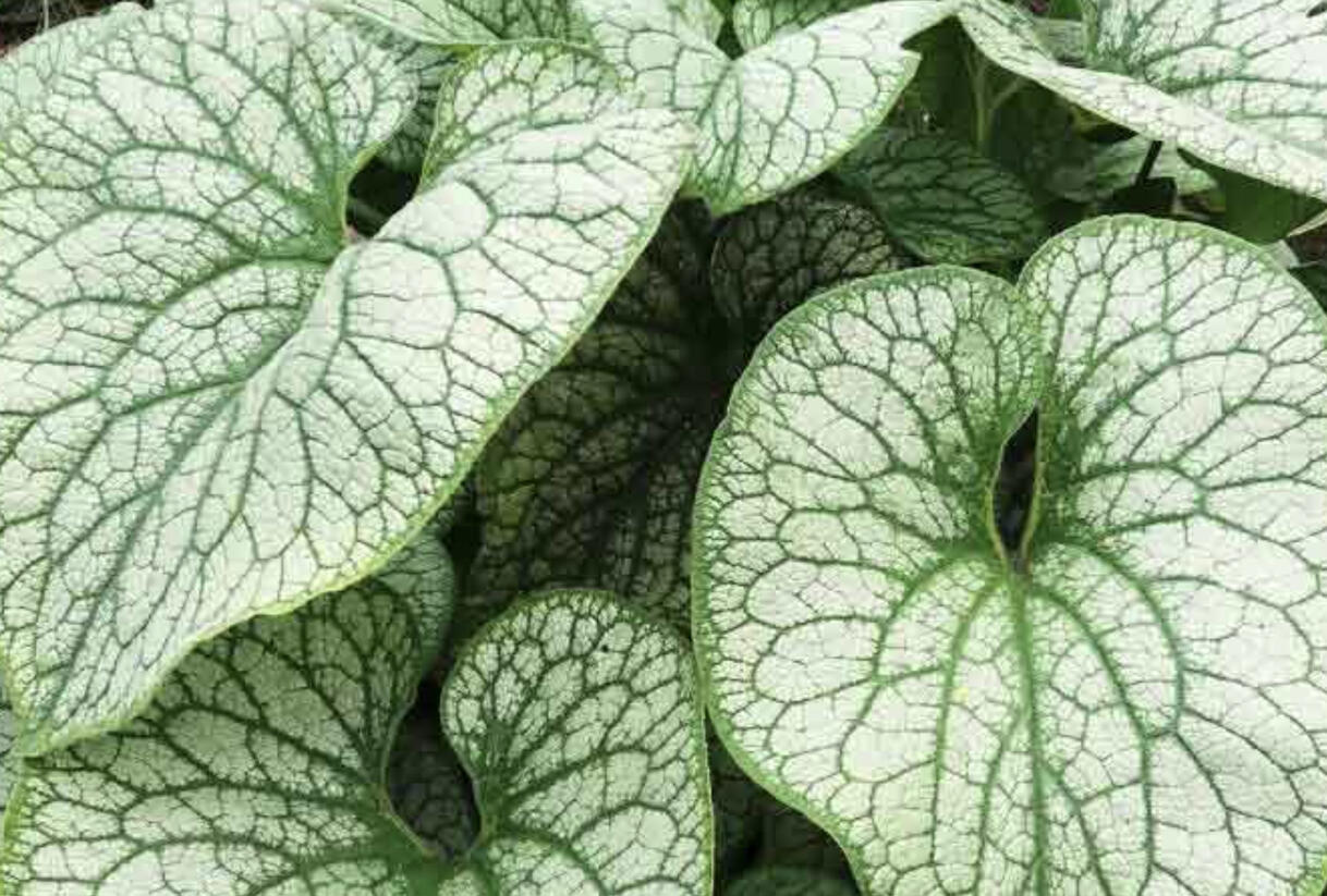 Pomněnkovec velkolistý 'Alexander's Great' - Brunnera macrophylla 'Alexander's Great'