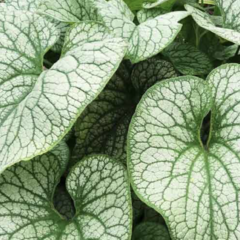 Pomněnkovec velkolistý 'Alexander's Great' - Brunnera macrophylla 'Alexander's Great'