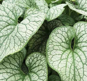 Pomněnkovec velkolistý 'Alexander's Great'