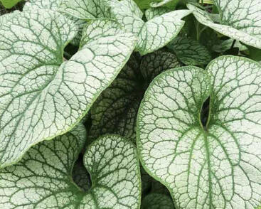 Pomněnkovec velkolistý 'Alexander's Great'