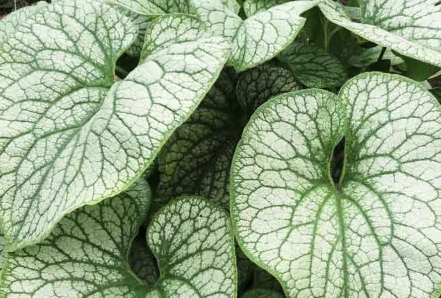 Pomněnkovec velkolistý 'Alexander's Great' - Brunnera macrophylla 'Alexander's Great'