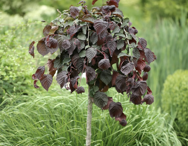 Líska obecná 'Purple Umbrella' - Corylus avellana 'Purple Umbrella'