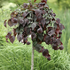 Corylus avellana 'Purple Umbrella'.png