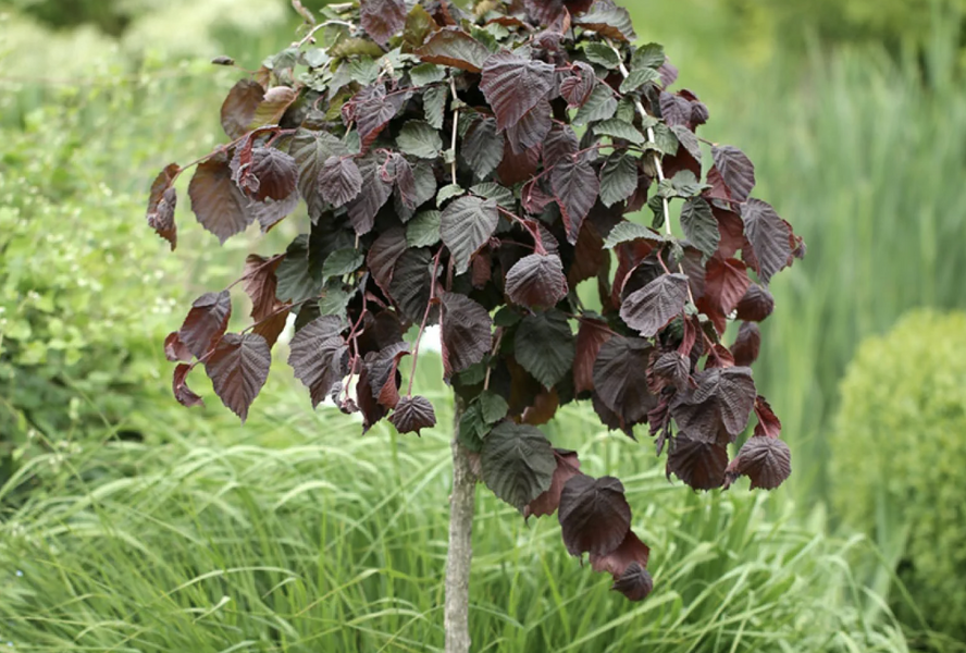 Líska obecná 'Purple Umbrella' - Corylus avellana 'Purple Umbrella'