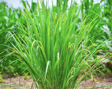 Citronová tráva 'East Indian'