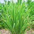 Cymbopogon flexuosus 'East Indian'.png