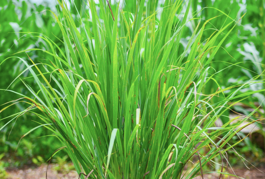 Citronová tráva 'East Indian' - Cymbopogon flexuosus 'East Indian'