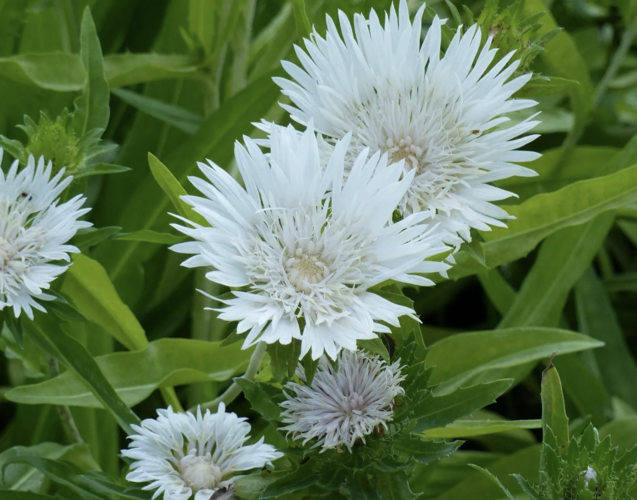 Stokésie 'Träumerei' - Stokesia laevis 'Träumerei'