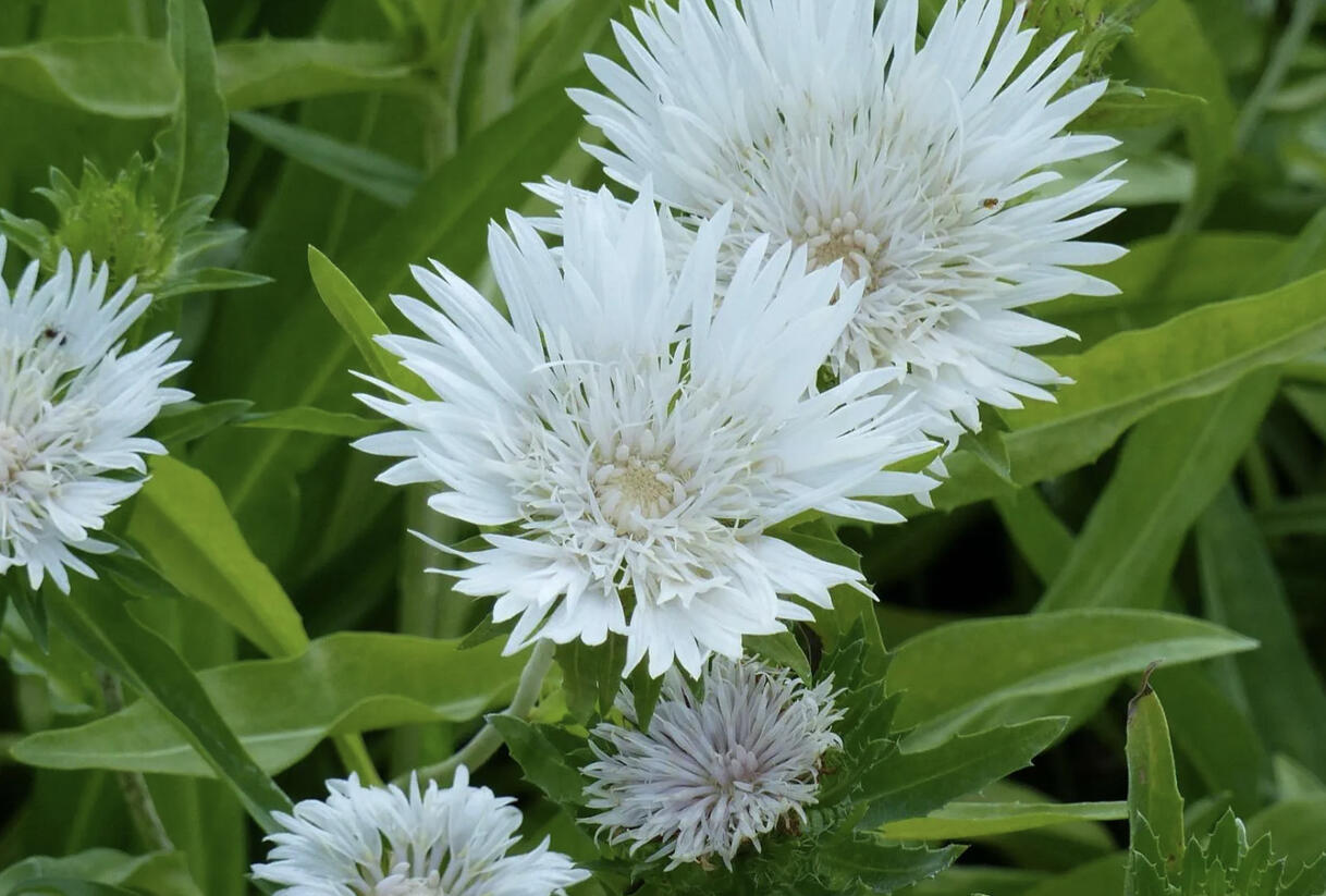 Stokésie 'Träumerei' - Stokesia laevis 'Träumerei'