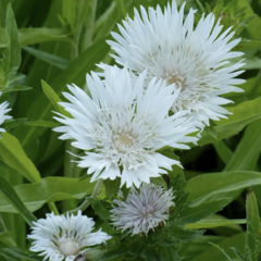 Stokésie 'Träumerei' - Stokesia laevis 'Träumerei'