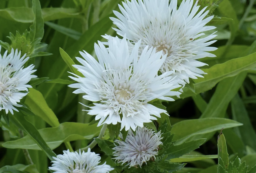 Stokésie 'Träumerei' - Stokesia laevis 'Träumerei'