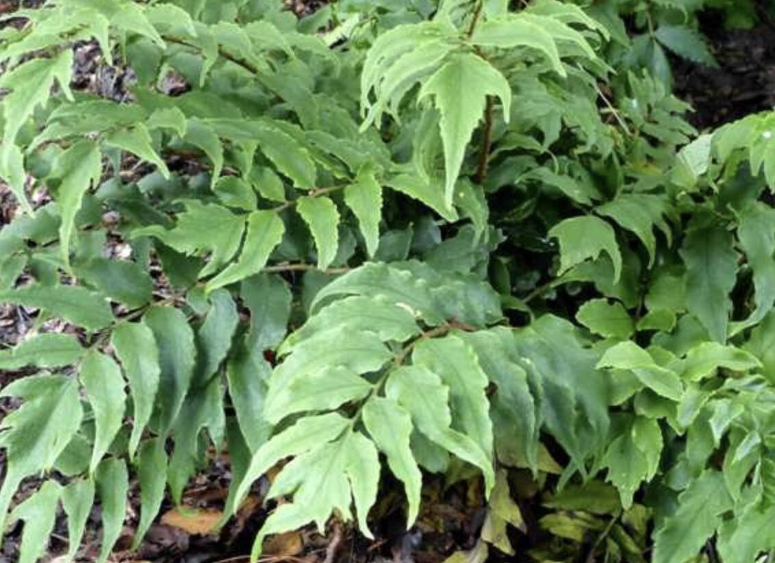 Srpovice japonská var. clivicola - Cyrtomium fortunei var. clivicola