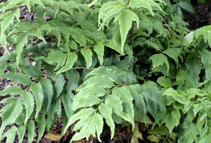 Srpovice japonská var. clivicola - Cyrtomium fortunei var. clivicola