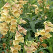 Náprstník 'Goldcrest' - Digitalis × hybrida 'Goldcrest'