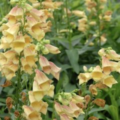 Náprstník 'Goldcrest' - Digitalis × hybrida 'Goldcrest'