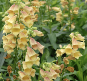 Náprstník 'Goldcrest' - Digitalis × hybrida 'Goldcrest'