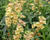 Náprstník 'Goldcrest'