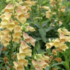 Digitalis × hybrida 'Goldcrest'.png