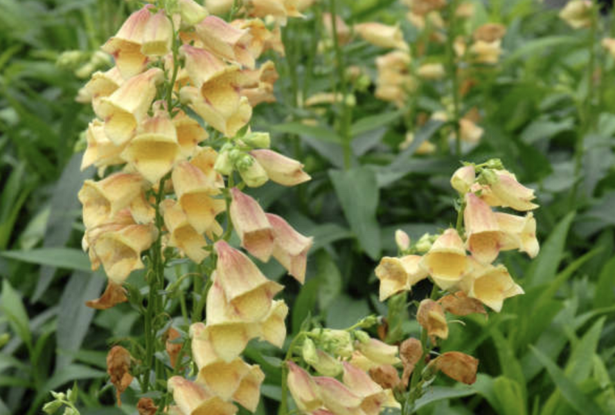 Náprstník 'Goldcrest' - Digitalis × hybrida 'Goldcrest'