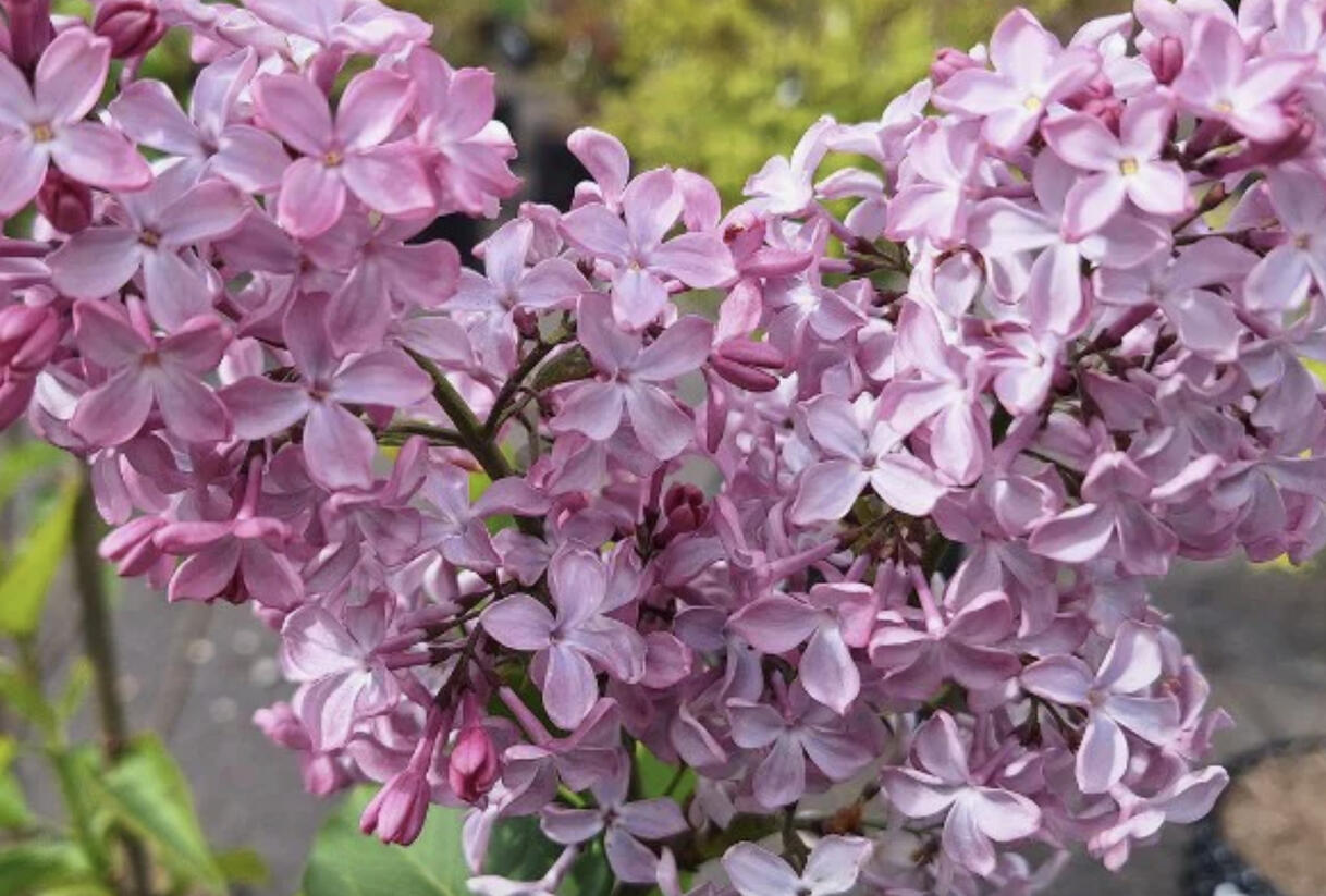 Šeřík obecný 'Princesse Sturdza' - Syringa vulgaris 'Princesse Sturdza'