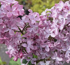 Šeřík obecný 'Princesse Sturdza'