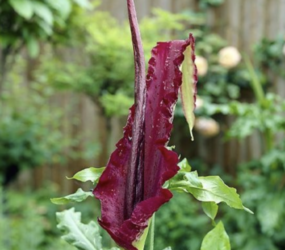 Drakovec obecný - Dracunculus vulgaris