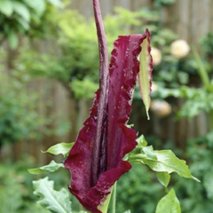 Drakovec obecný - Dracunculus vulgaris