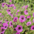 Geranium cinereum 'Jolly Jewel Red'.png