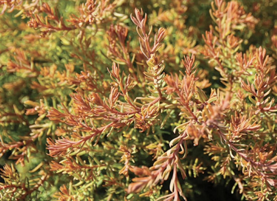 Zerav, túje západní 'Fire Chief' - Thuja occidentalis 'Fire Chief'