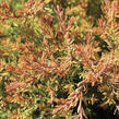 Zerav, túje západní 'Fire Chief' - Thuja occidentalis 'Fire Chief'