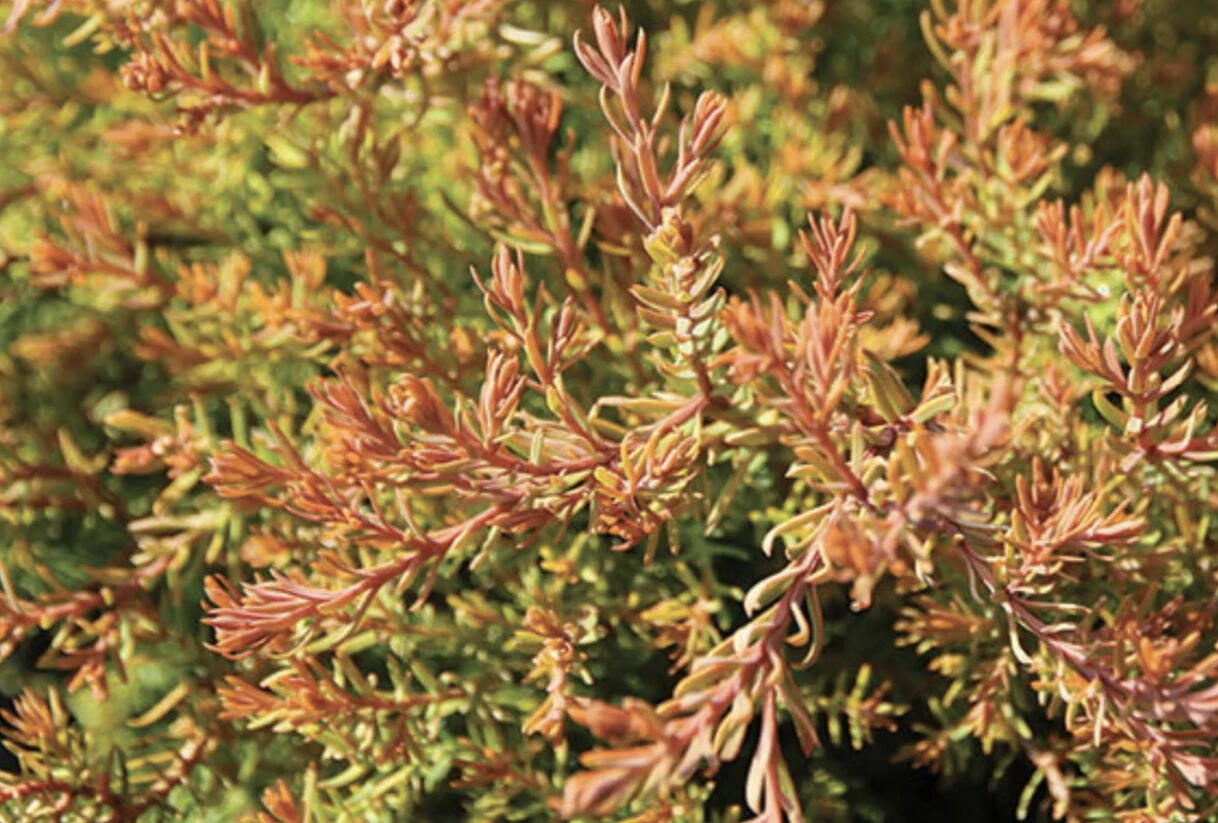 Túje, zerav západní 'Fire Chief' - Thuja occidentalis 'Fire Chief'