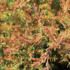 Thuja occidentalis 'Fire Chief'.png