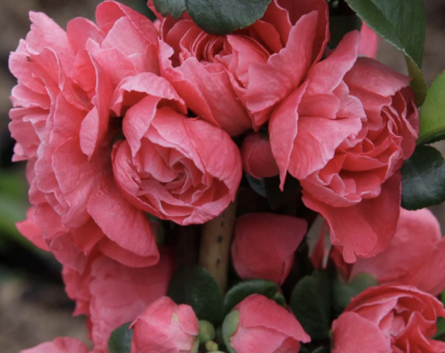 Kdoulovec 'Pink Storm' - Chaenomeles speciosa 'Pink Storm'