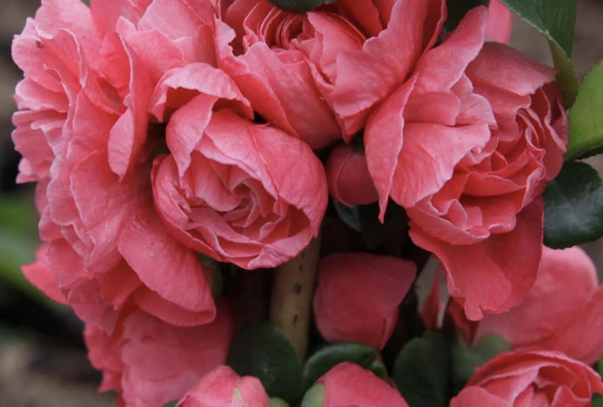 Kdoulovec lahvicovitý 'Pink Storm' - Chaenomeles speciosa 'Pink Storm'