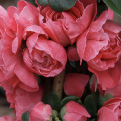 Kdoulovec 'Pink Storm' - Chaenomeles speciosa 'Pink Storm'