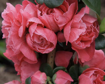 Kdoulovec lahvicovitý 'Pink Storm'