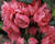 Kdoulovec lahvicovitý 'Pink Storm'
